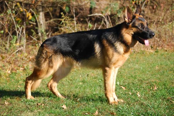 Maximus Von Arminius | German Shepherd Dog 