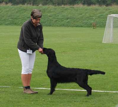 Susedalens Carrie Broadshaw | Flat-Coated Retriever 