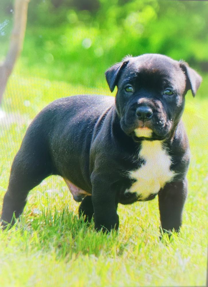 Black Briliant Winchester | American Staffordshire Terrier 