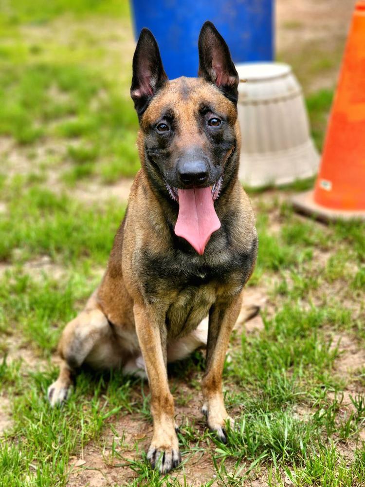 Bacu Of Zhanshu | Belgian Malinois 