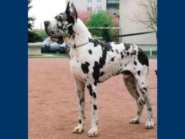 Maestro je gor djolinsky | Great Dane 