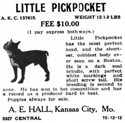 Little Pickpocket 137615 | Boston Terrier 