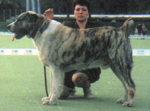 Shah | Central Asian Shepherd Dog 