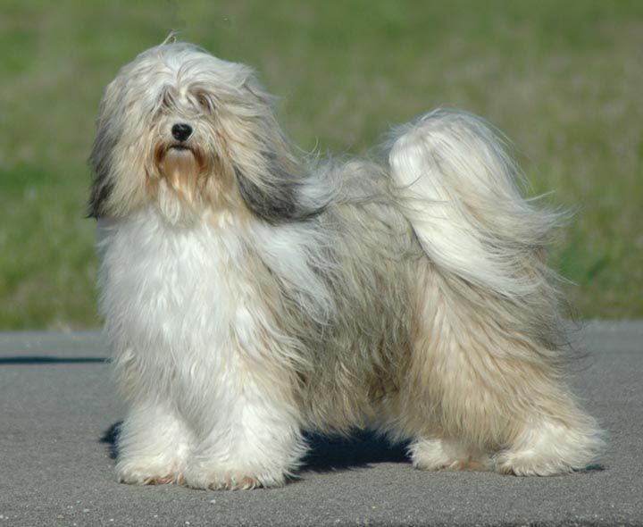 SUNCLIPSE WRAPPED IN RED | Tibetan Terrier 