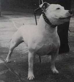 Curfews White Orchid | Staffordshire Bull Terrier 