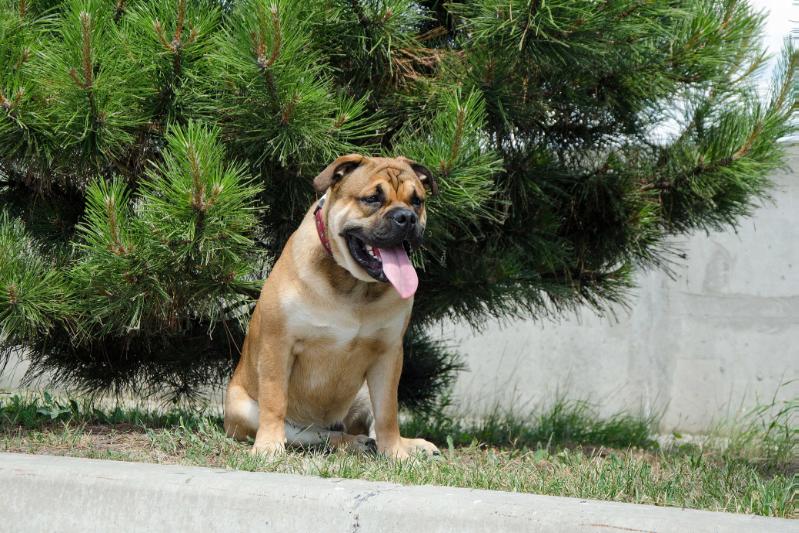 Elitnyy Kvartal Bogard Bueno de Oro | Ca de Bou 