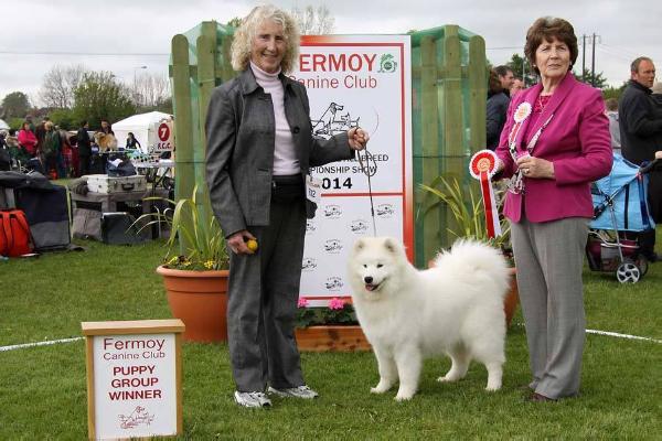 De Villaodon Heaven Sent | Samoyed 