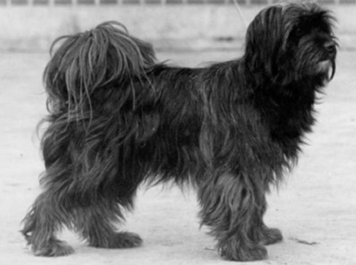 SJELLEBROS CHE-MO-CHODO | Tibetan Terrier 