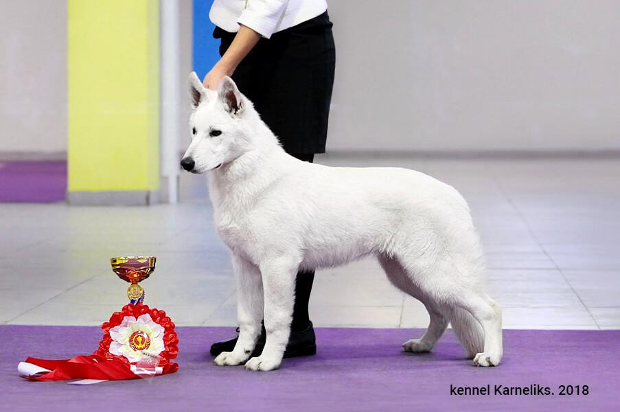 Karneliks Ursulla | White Swiss Shepherd Dog 