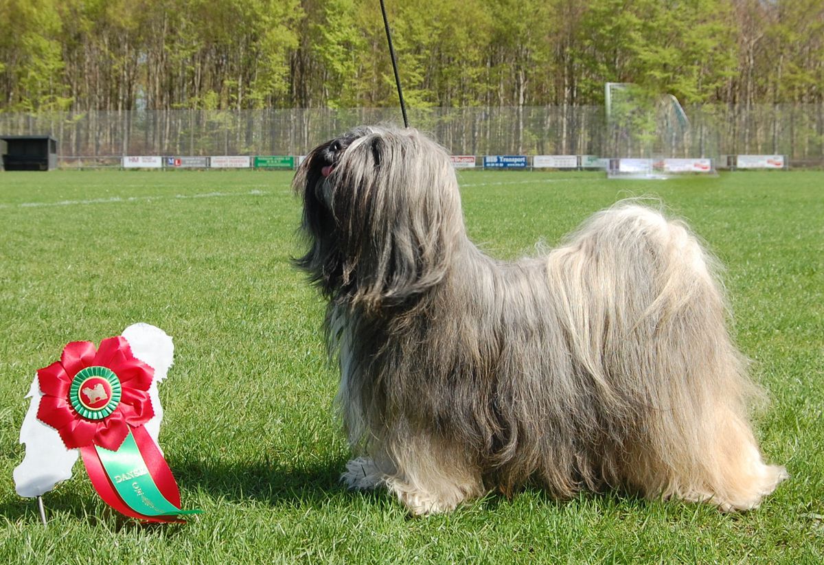 MALISHAR'S MINGMA-TARAGIRI | Tibetan Terrier 