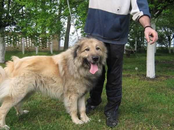 Medo II | Yugoslavian Shepherd Dog-Sarplaninac 