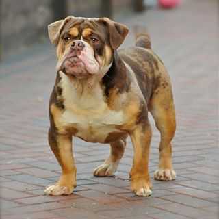 Brave Heart Bullyz Conan Warrior Of NBBZ | Olde English Bulldogge 