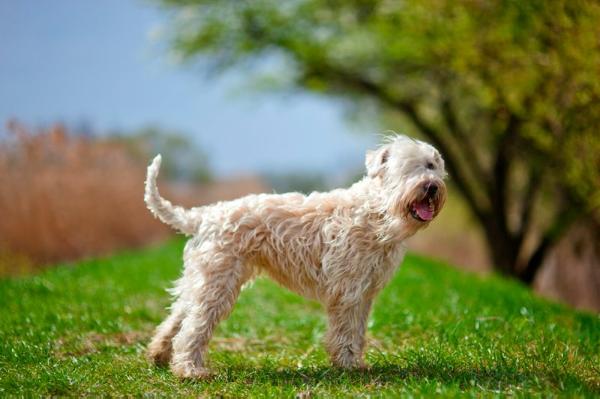 Gala Dalí Wheaten Darling | Soft Coated Wheaten Terrier 