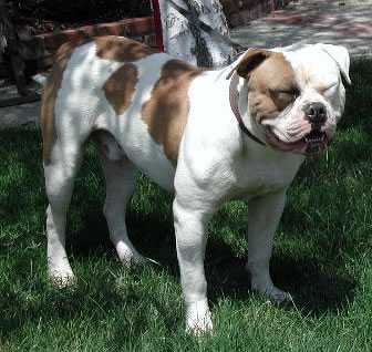 Big Block Bullies Apacalypse Red male | Olde English Bulldogge 