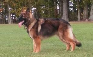Jambalaya Red Hot Vom GGZ | German Shepherd Dog 