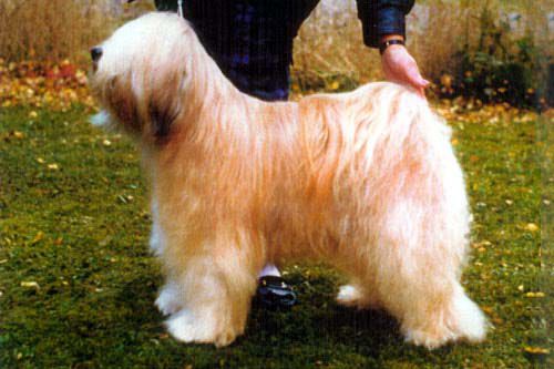 KARAMAIN LHAKANG KHAN | Tibetan Terrier 