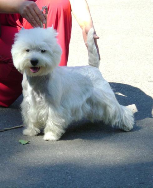 BEST OF THE BEST MILAGROS DEL CORAZON | West Highland White Terrier 