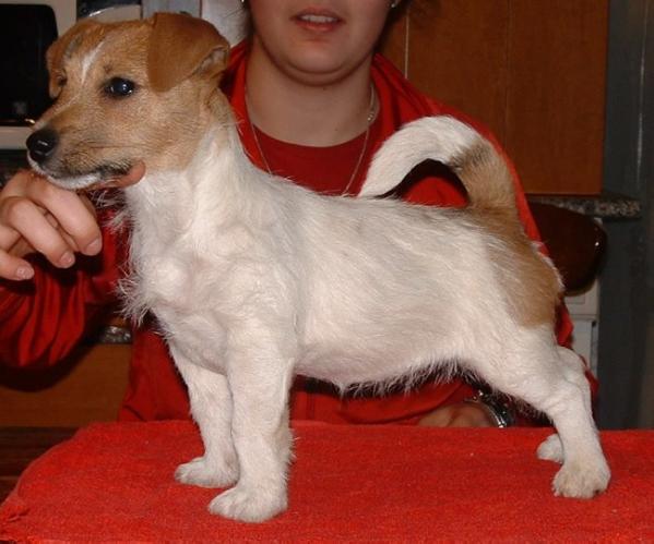 Ca' del Corsi Dharma | Jack Russell Terrier 