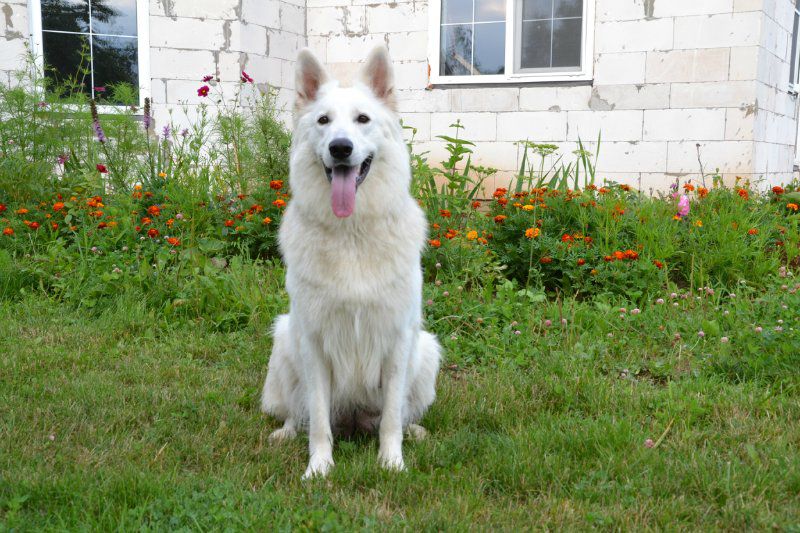 BERISLAVA BELAYA ZHEMCHUZHINA | White Swiss Shepherd Dog 