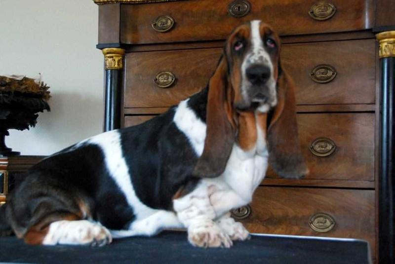 NewDown Bassets Ornella Vanoni | Basset Hound 