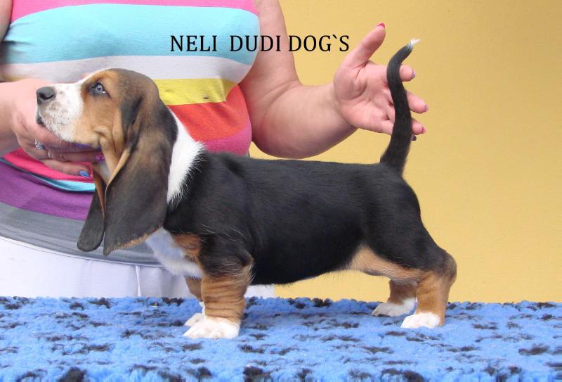 NELI DUDI DOG`S | Basset Hound 