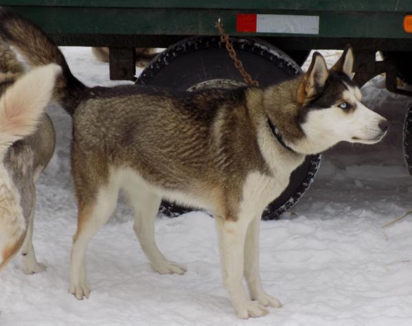 RJ's Jade 93.45 | Siberian Husky 