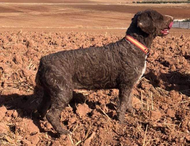 NALA DEL HORNO | Spanish Water Dog 