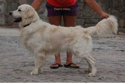 Figaro Of Dear's Valley | Golden Retriever 