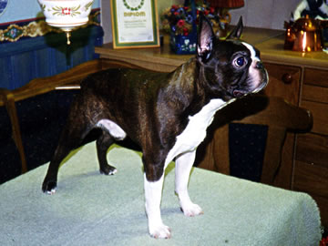 Prinselia's Patric | Boston Terrier 