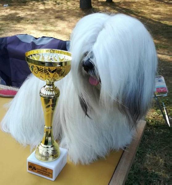 DEILODI NELLIEL | Lhasa Apso 