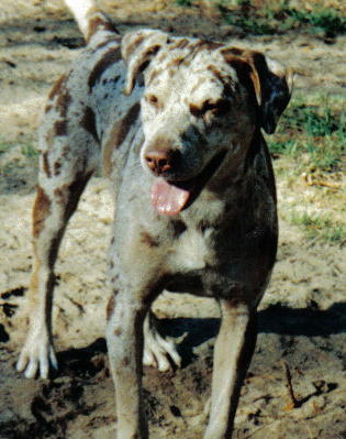 Captain Black's Snickers | Catahoula Leopard Dog 