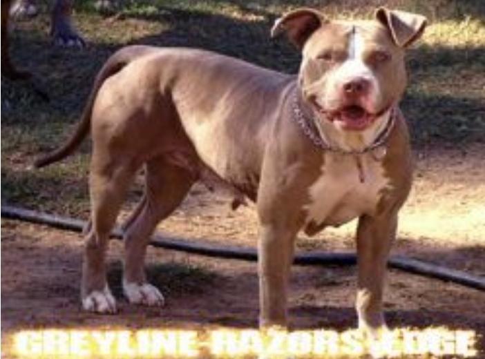 HBK's Honey Pot | American Pit Bull Terrier 