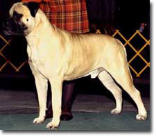 HappyLegs Jacob's Ladder | Bullmastiff 