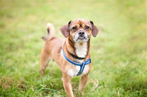 Mixed Breed Dogs