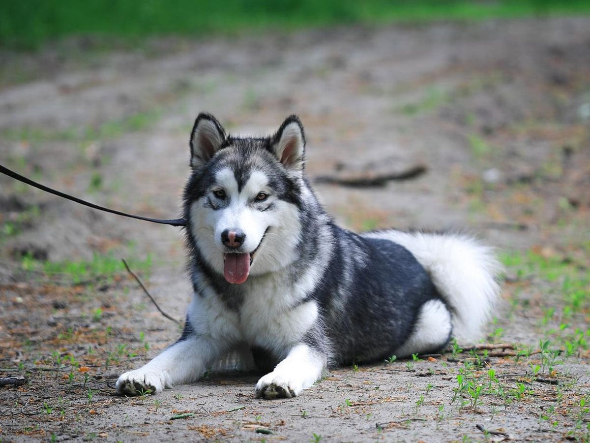 Zoloto Reina Valkiriya ot Borodnevykh | Alaskan Malamute 