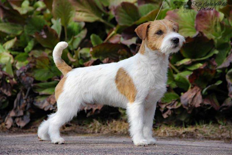 HVILEBAKKENS PRINCE OF DENMARK | Jack Russell Terrier 