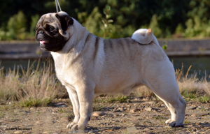 Winsome's Gold Standard | Pug 