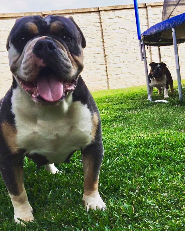 King of King's Audi | Olde English Bulldogge 