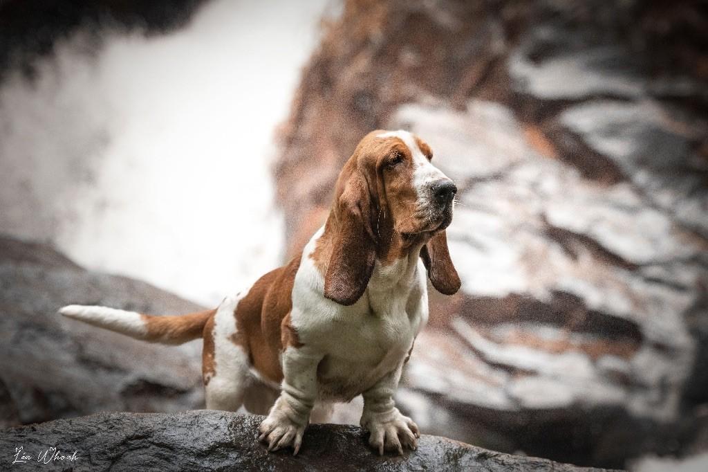 Podium yes i do Of Harroue Castle | Basset Hound 