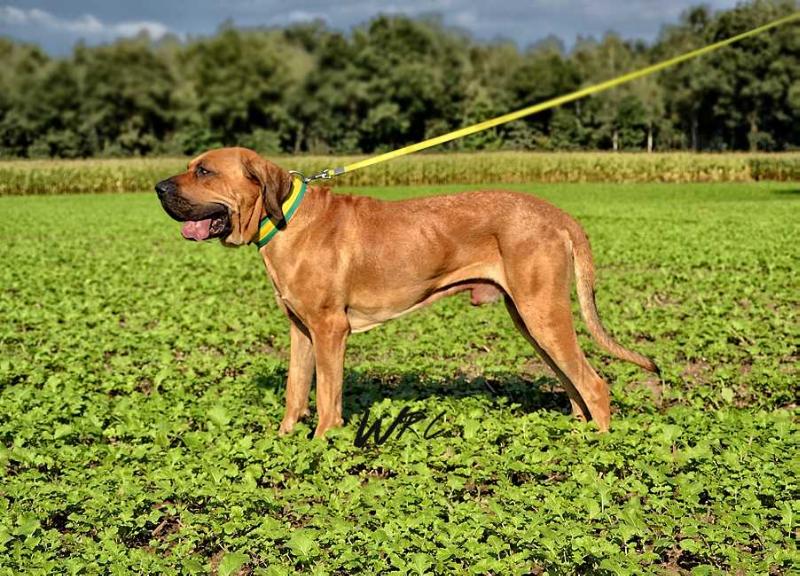 Rota aka Rotje | Fila Brasileiro 