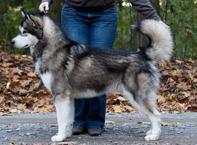 Toolik´s Famous Last Words | Alaskan Malamute 