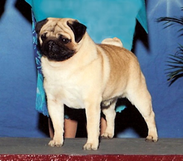 CORAL BAY'S SUPER HERO | Pug 