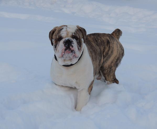 Miltowns BJ | Olde English Bulldogge 