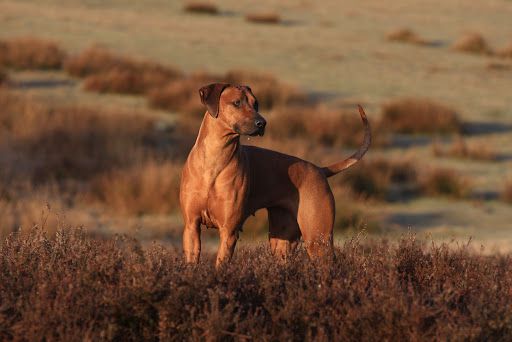 Tara V.D.Noorder Heide | Rhodesian Ridgeback 