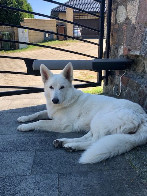 Venice Whiter Shade of Pale | White Swiss Shepherd Dog 