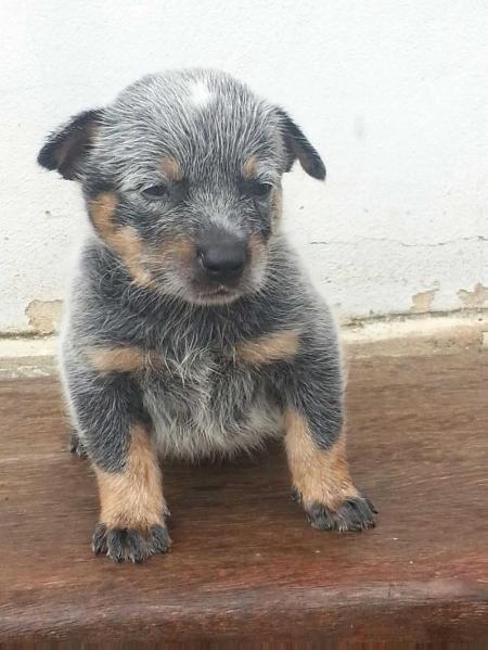 COLT BLUE do NVBK HEELER SELIVON | Australian Cattle Dog 