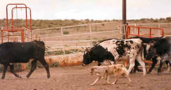 Las Rocosa L'Oreal | Australian Shepherd 