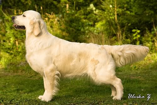 Dewmist Silky Rainbow | Golden Retriever 