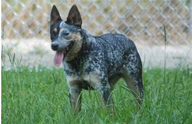 South Mountain Kewl Lookin Girl | Australian Cattle Dog 