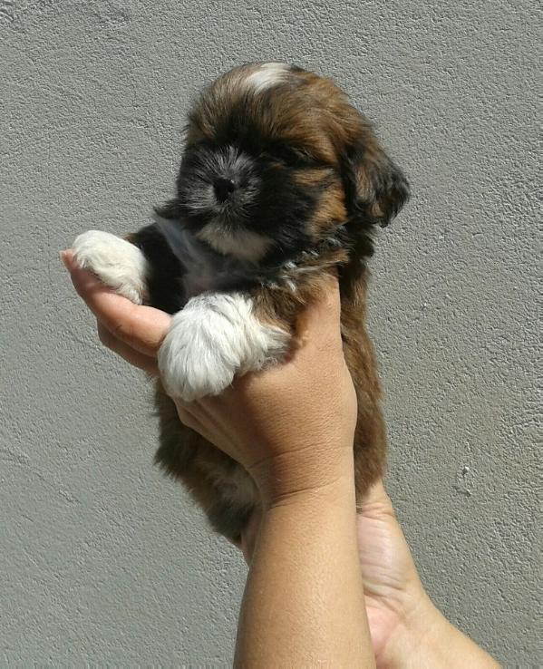 Holly La Mattina D'oro | Lhasa Apso 